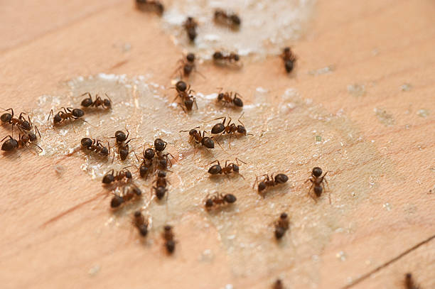 Best Wasp Removal Services  in Dike, IA