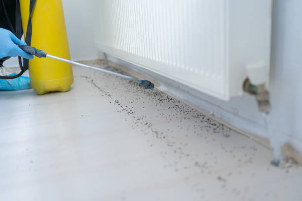 Best Pest Removal Services  in Dike, IA