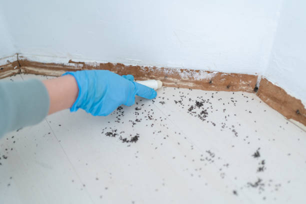 Wasp Removal Services in Dike, IA